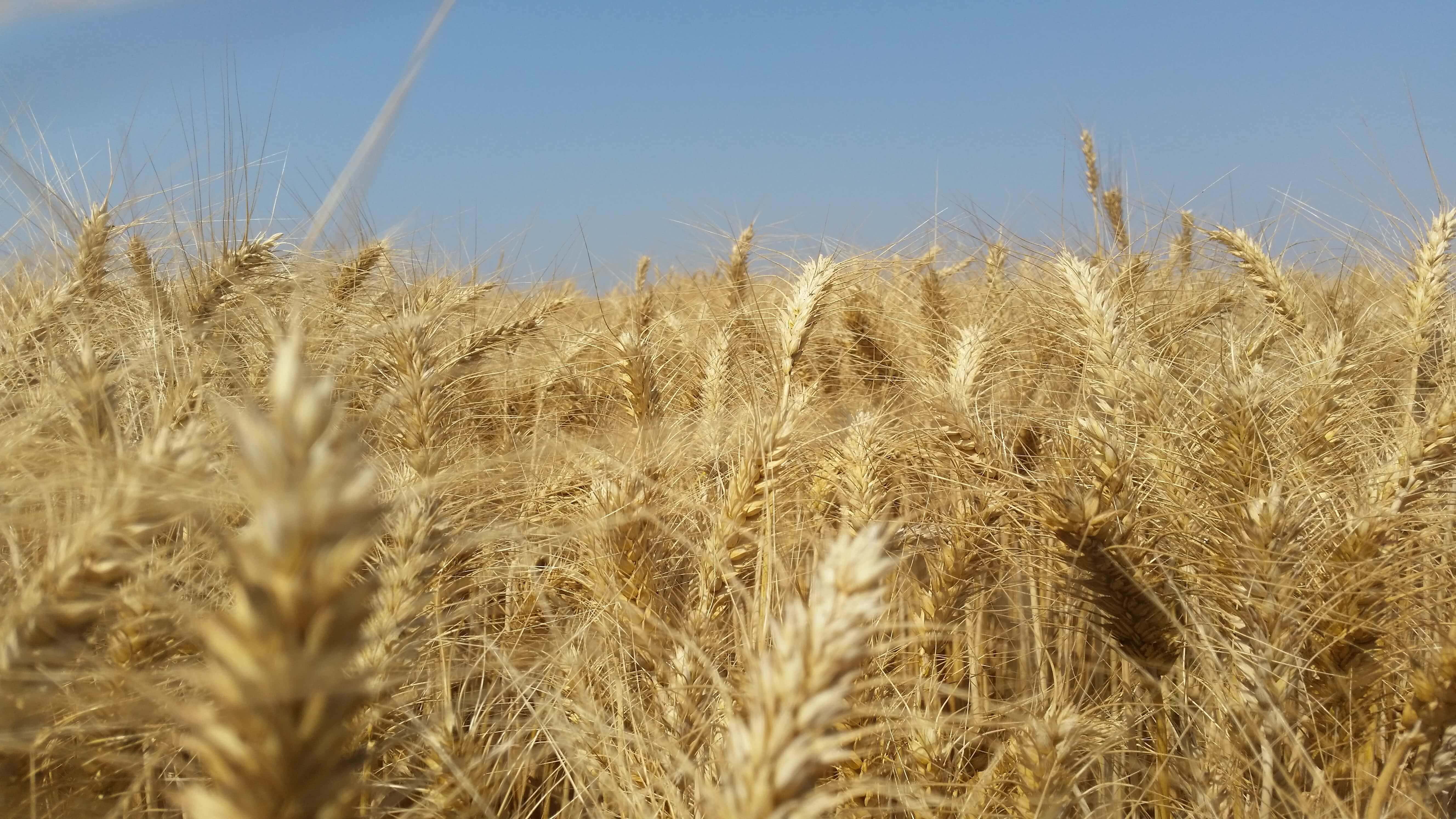 Golden wheat crops are pictured with a blue sky in the background